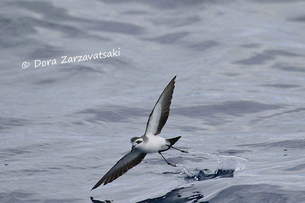 White-faced Storm Petrel