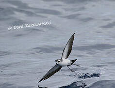 White-faced Storm Petrel