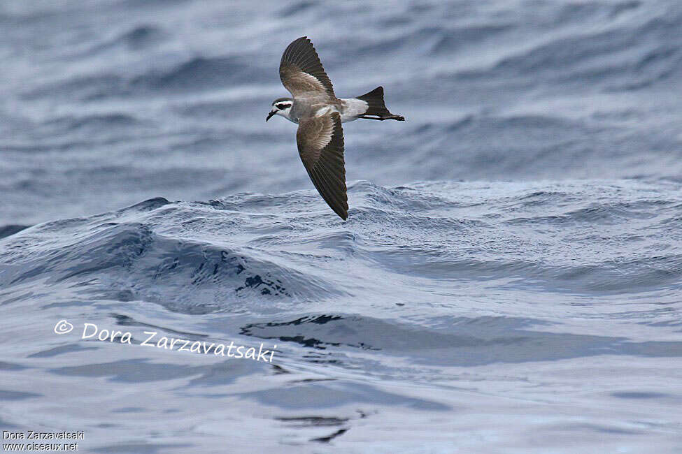 White-faced Storm Petrel, identification, Flight