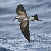 White-faced Storm Petrel