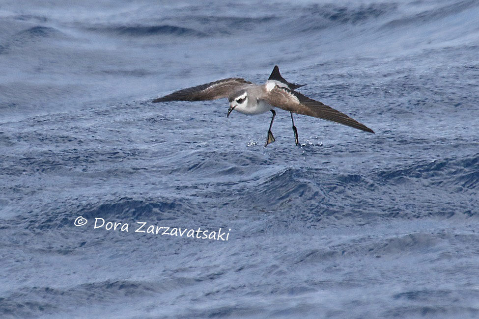 White-faced Storm Petrel