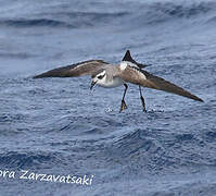 White-faced Storm Petrel