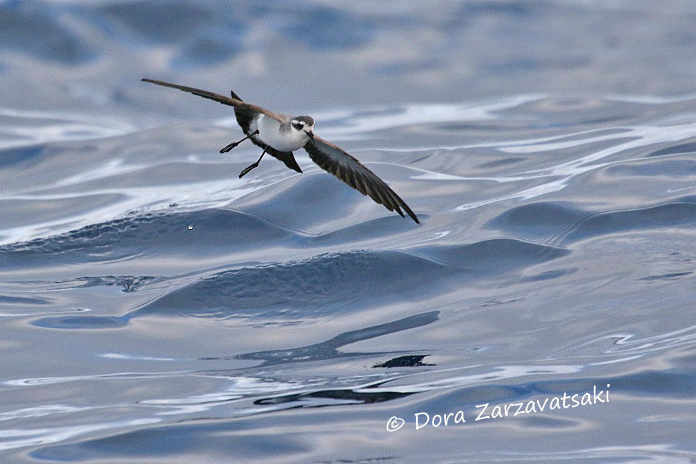 White-faced Storm Petrel