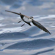 White-faced Storm Petrel