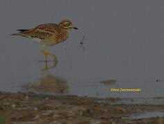 Eurasian Stone-curlew