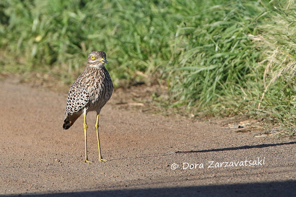 Spotted Thick-kneeadult