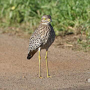 Spotted Thick-knee