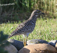 Spotted Thick-knee