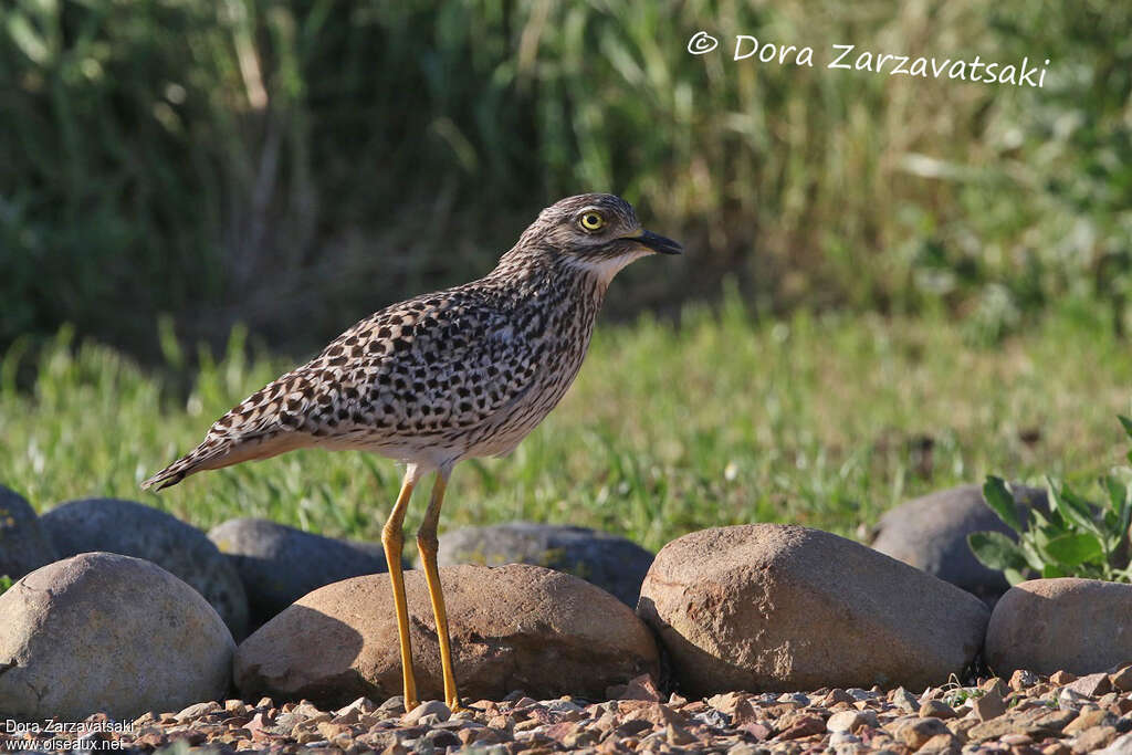 Spotted Thick-kneeadult, identification