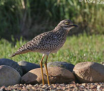 Spotted Thick-knee