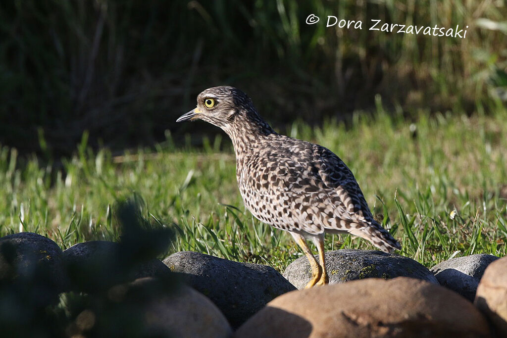 Spotted Thick-kneeadult