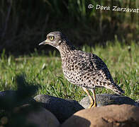 Spotted Thick-knee