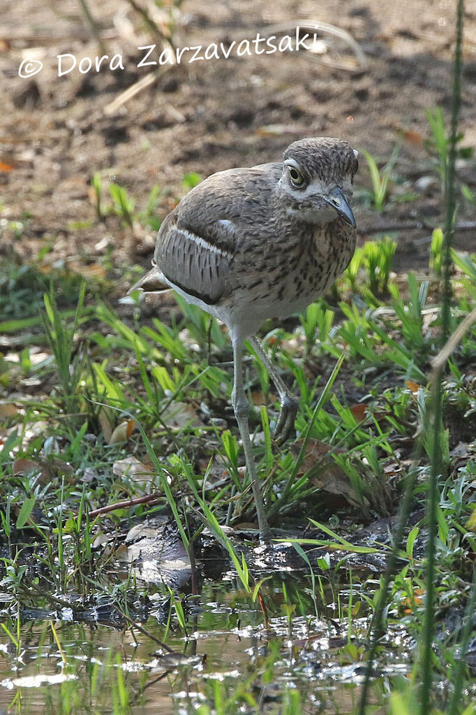 Water Thick-kneeadult, walking