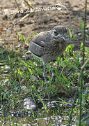 Water Thick-knee