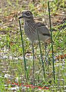 Water Thick-knee