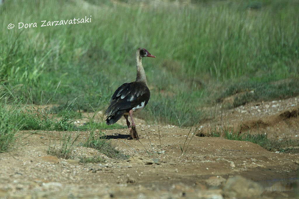 Spur-winged Gooseadult, identification