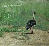 Spur-winged Goose