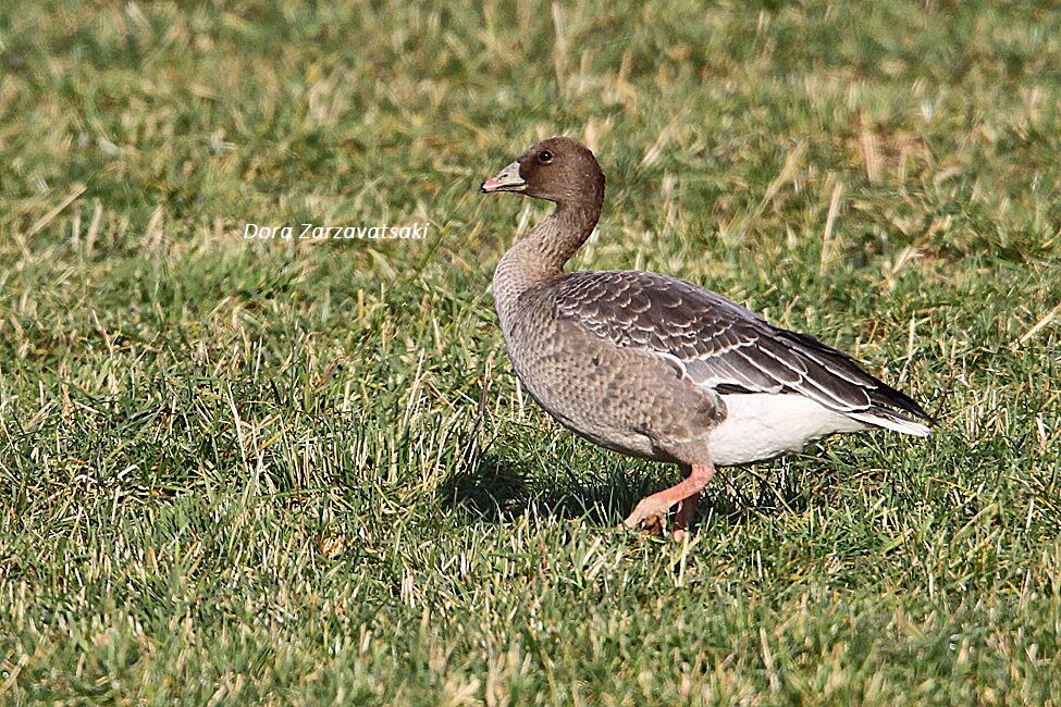 Pink-footed Goose