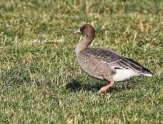 Pink-footed Goose