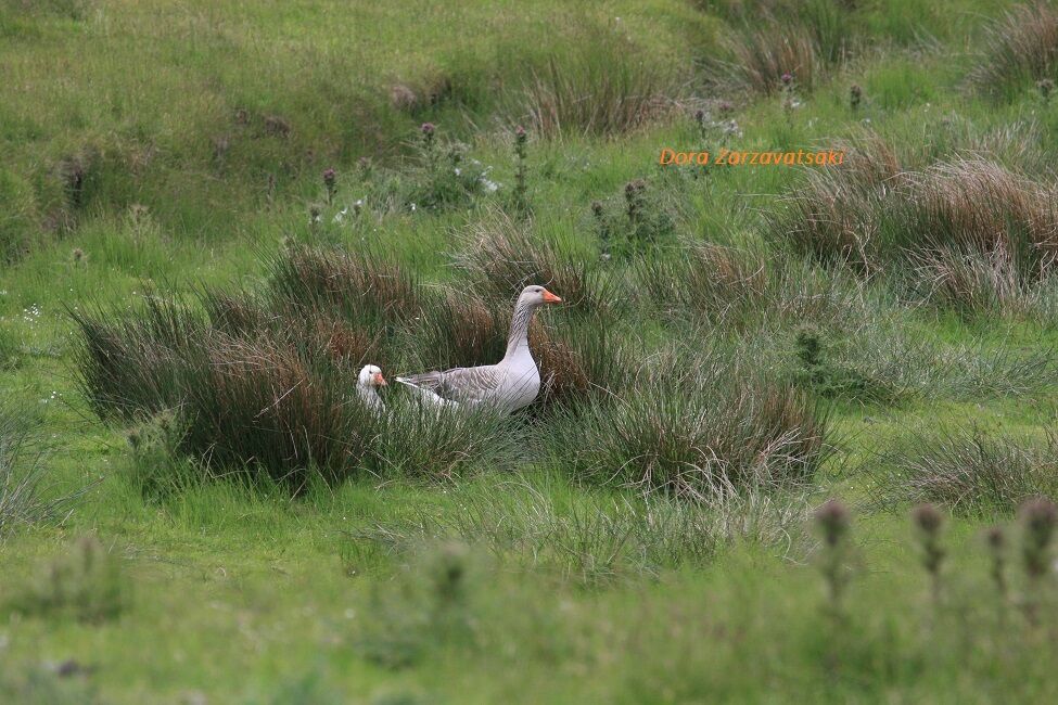 Greylag Goose