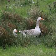 Greylag Goose