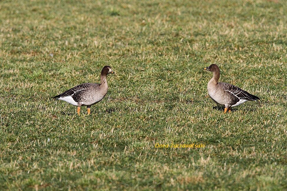 Taiga Bean Goose