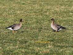 Taiga Bean Goose