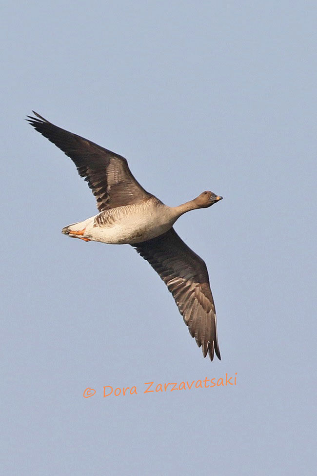 Taiga Bean Goose