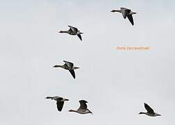 Greater White-fronted Goose