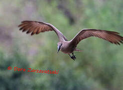 Hamerkop