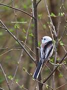 Long-tailed Tit