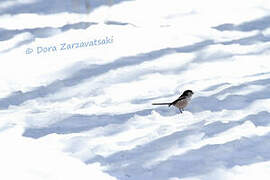 Long-tailed Tit