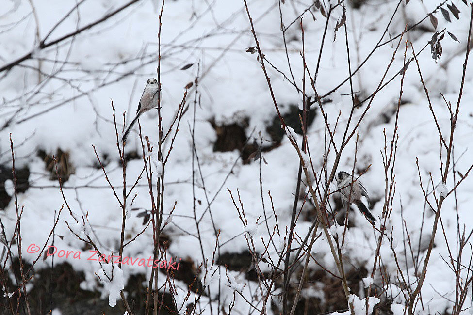 Long-tailed Tit