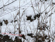 Long-tailed Tit