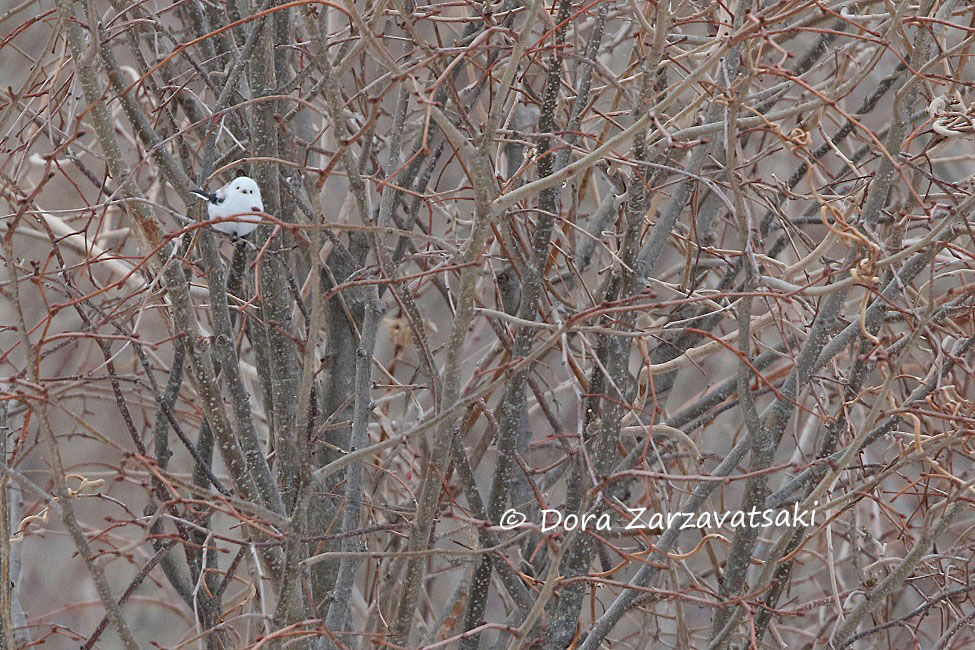 Long-tailed Tit