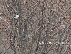 Long-tailed Tit