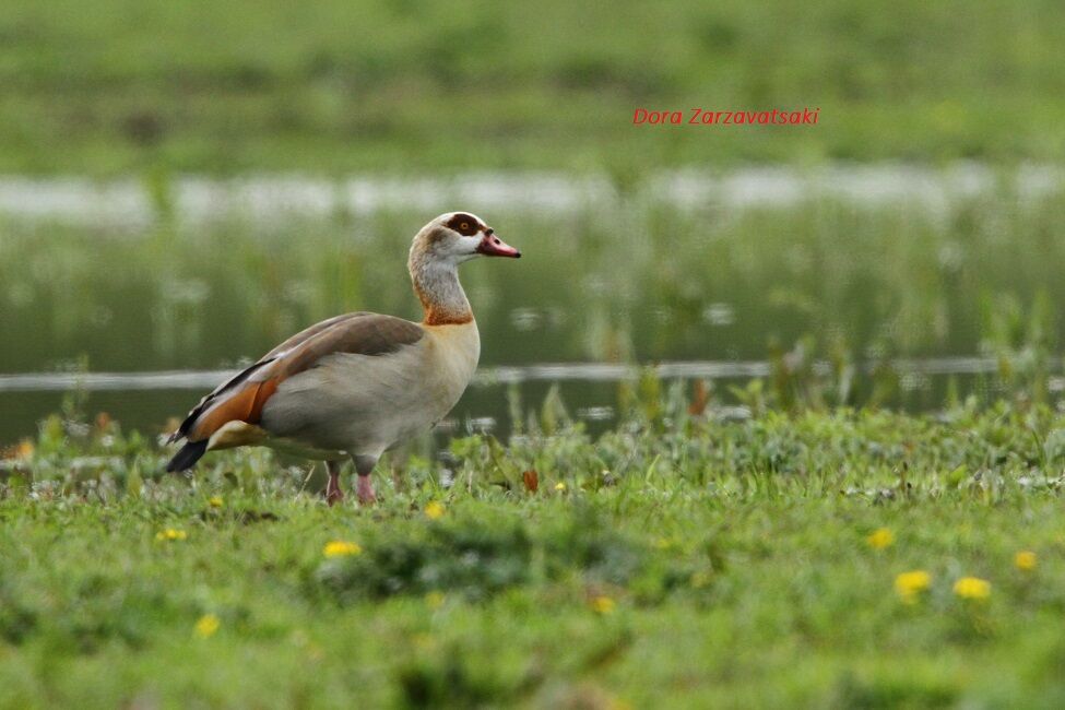 Egyptian Goose