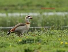 Egyptian Goose