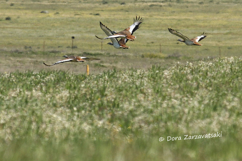 Great Bustard