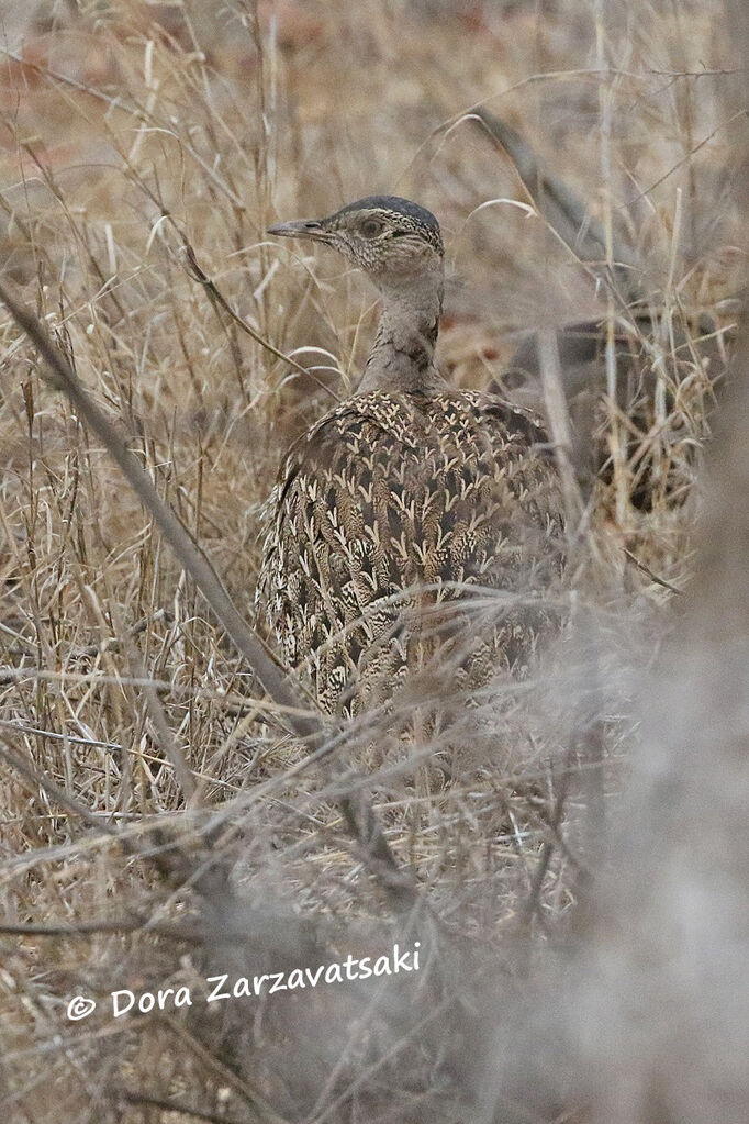 Outarde houppetteadulte, camouflage