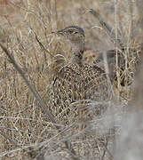 Red-crested Korhaan