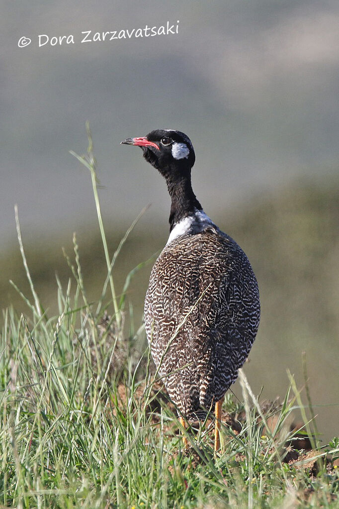 Southern Black Korhaan male adult