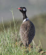 Southern Black Korhaan