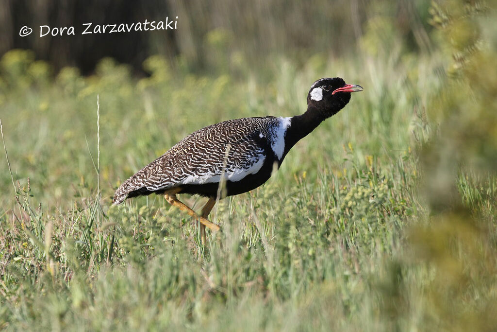 Southern Black Korhaan male adult, walking