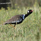 Outarde korhaan