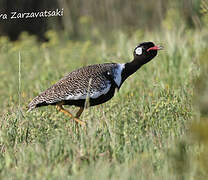 Southern Black Korhaan