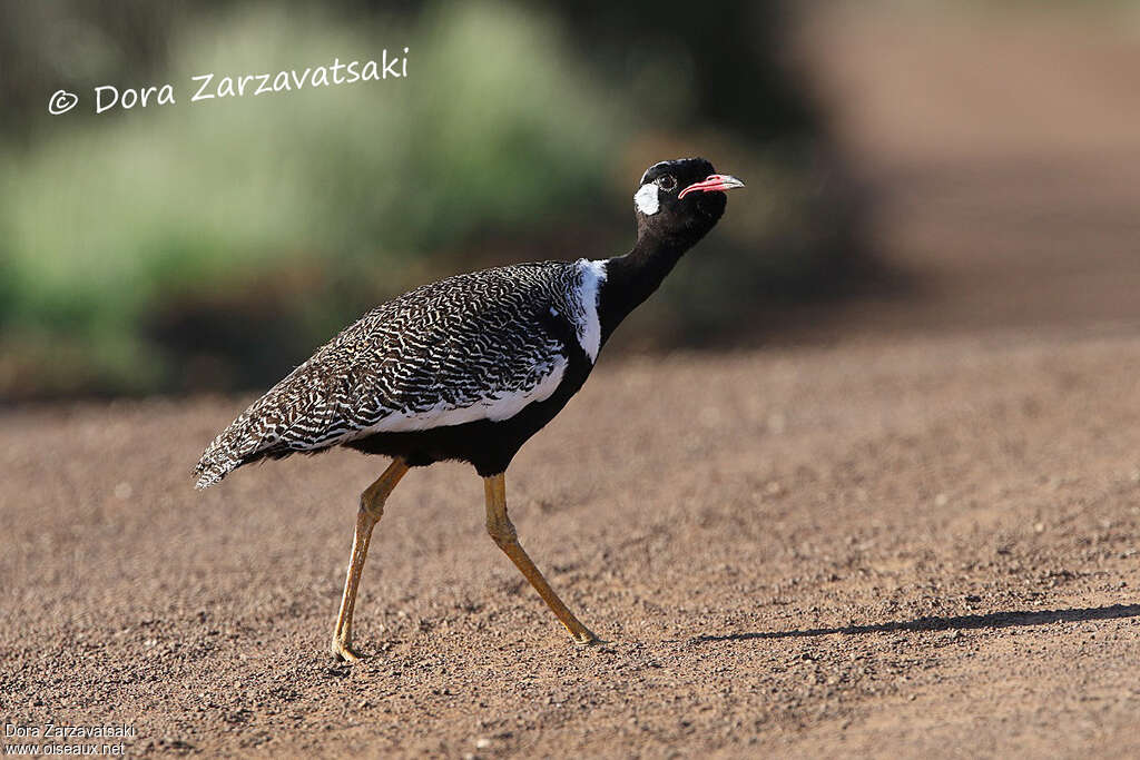 Southern Black Korhaan male adult, identification, walking