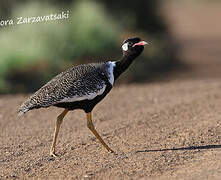 Southern Black Korhaan