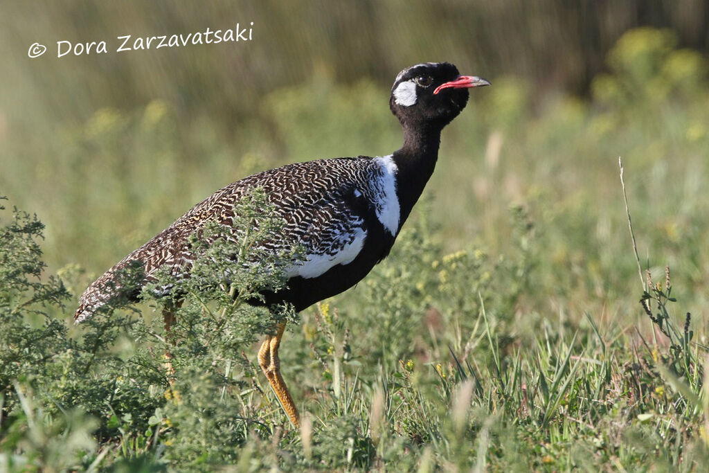 Southern Black Korhaan male adult