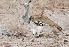 Kori Bustard